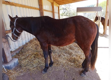 Paint Horse, Stallion, 2 years, 14.2 hh, Brown