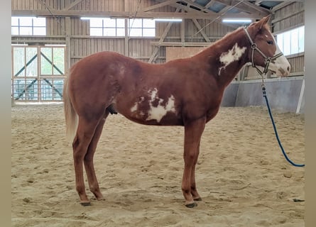 Paint Horse, Stallion, 2 years, Tobiano-all-colors