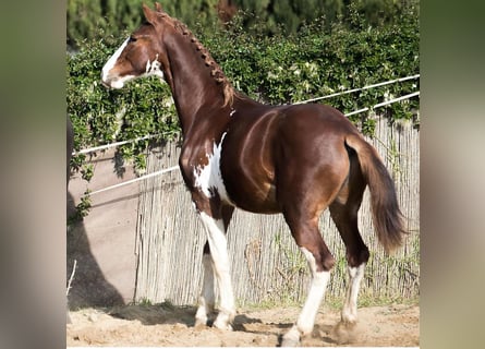 Paint Horse, Stallion, 3 years, 16 hh, Pinto