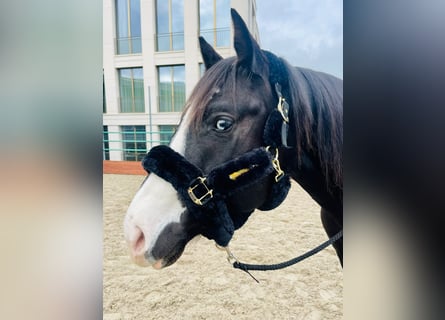 Paint Horse, Stallion, 7 years