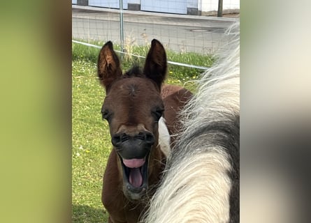 Paint Horse, Hengst, Fohlen (04/2024), 14,2 hh, Tobiano-alle-Farben