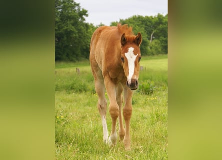 Paint Horse, Stallion, , 14.3 hh, Chestnut-Red