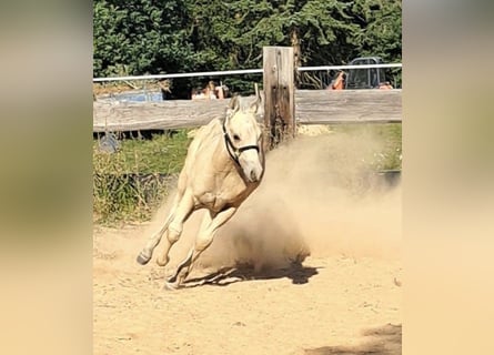 Paint Horse, Stallion, Foal (05/2025), 14,1 hh, Buckskin
