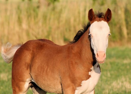 Paint Horse, Stallion, , 14,2 hh, Brown