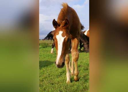 Paint Horse, Stallion, Foal (03/2025), 14,3 hh, Chestnut-Red