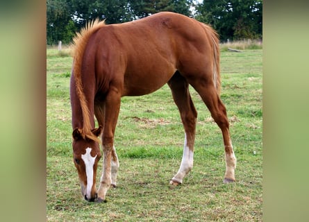 Paint Horse, Stallion, Foal (03/2025), 14,3 hh, Chestnut