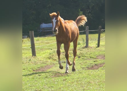 Paint Horse, Stallion, Foal (03/2025), 14,3 hh, Chestnut