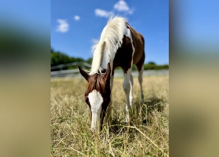 Paint Horse, Stallion, Foal (02/2025), 14,3 hh, Tobiano-all-colors