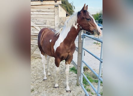 Paint Horse, Stallion, Foal (02/2025), 14,3 hh, Tobiano-all-colors