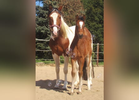 Paint Horse Mix, Stallion, , 15.1 hh, Brown