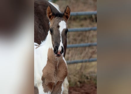 Paint Horse, Stallion, Foal (02/2024), 15 hh, Grullo