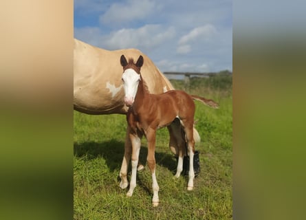 Paint Horse, Stallion, Foal (06/2024), 15 hh, Overo-all-colors