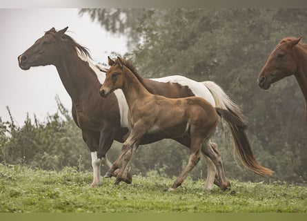 buckskin horses running