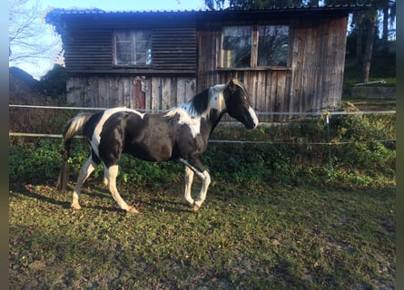 Paint Horse, Stallion, 13 years, 15 hh, Pinto