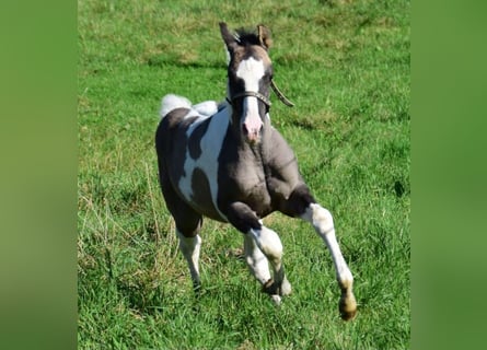Paint Horse, Stallone, 1 Anno, 150 cm, Grullo