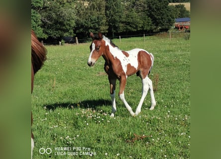 Paint Horse, Stallone, 1 Anno, 150 cm, Pezzato