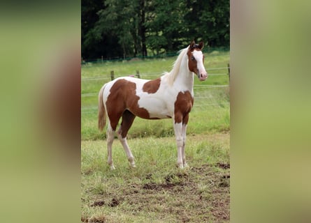 Paint Horse, Stallone, 1 Anno, 152 cm, Tovero-tutti i colori