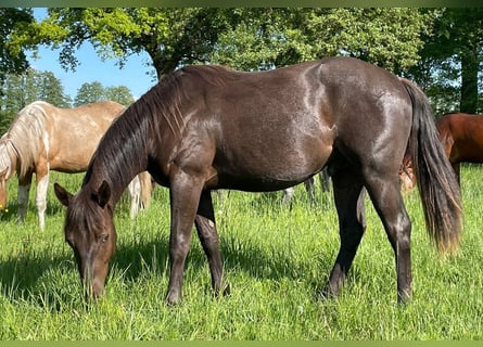 Paint Horse, Stallone, 2 Anni, 150 cm, Roano blu