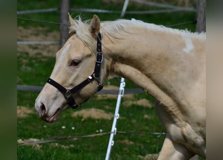 Paint Horse, Stallone, 3 Anni, 148 cm, Champagne