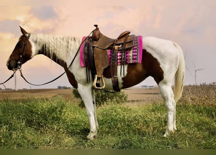 Paint Horse, Stute, 10 Jahre, 150 cm, Schecke