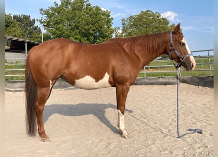 Paint Horse, Stute, 11 Jahre, 148 cm, Schecke