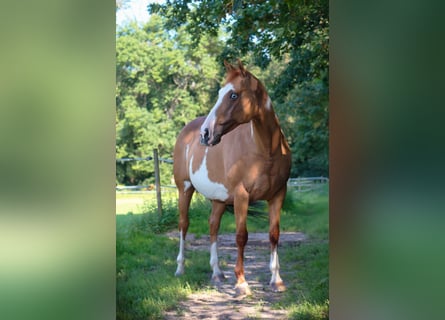 Paint Horse, Stute, 13 Jahre, 151 cm, Schecke