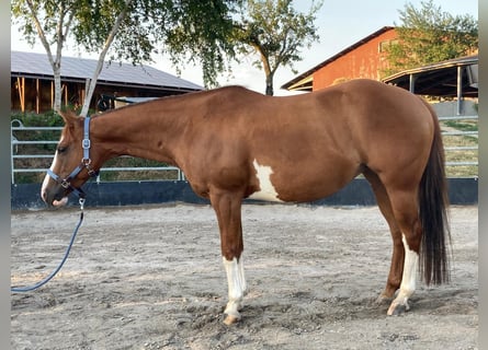 Paint Horse, Stute, 14 Jahre, 148 cm, Schecke