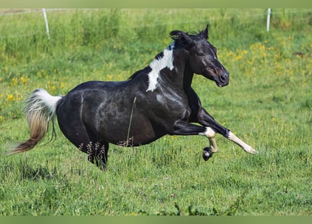 Paint Horse, Stute, 14 Jahre, 150 cm, Tobiano-alle-Farben