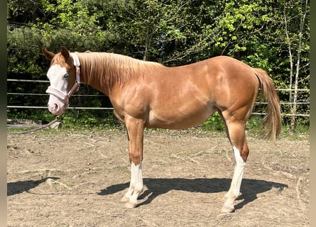 Paint Horse, Stute, 1 Jahr, 148 cm, Overo-alle-Farben