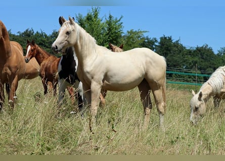 Paint Horse, Stute, 1 Jahr, 150 cm, Palomino