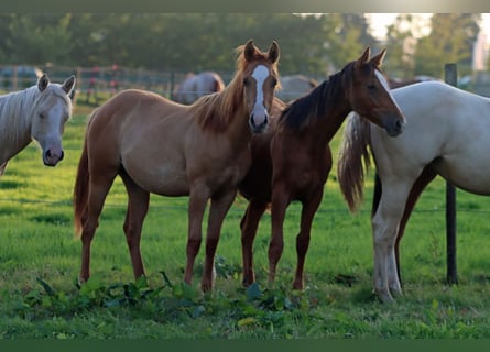 Paint Horse, Stute, 1 Jahr, 150 cm, Red Dun