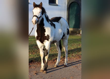 Paint Horse, Stute, 1 Jahr, 153 cm, Overo-alle-Farben