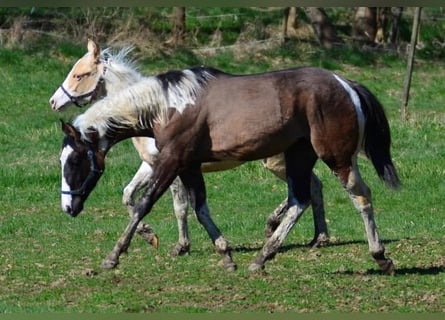 Paint Horse, Stute, 1 Jahr, 154 cm, Grullo