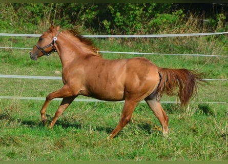 Paint Horse, Stute, 1 Jahr, 154 cm, Red Dun