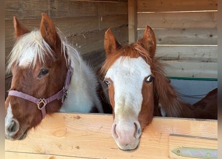 Paint Horse, Stute, 1 Jahr, 155 cm, Overo-alle-Farben