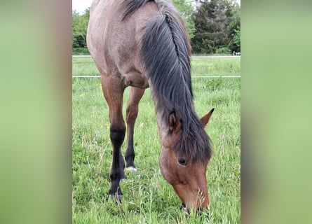 Paint Horse, Stute, 1 Jahr, 158 cm, Roan-Bay