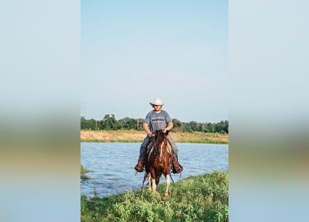 Paint Horse, Stute, 2 Jahre, 147 cm, Schecke