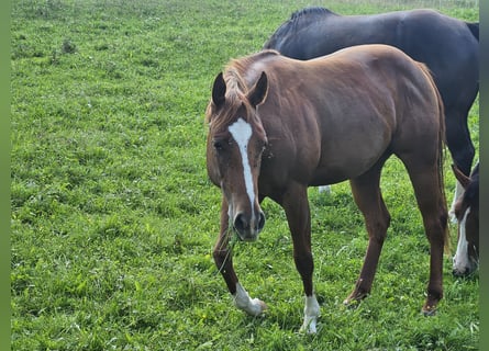 Paint Horse, Stute, 2 Jahre, 150 cm, Fuchs