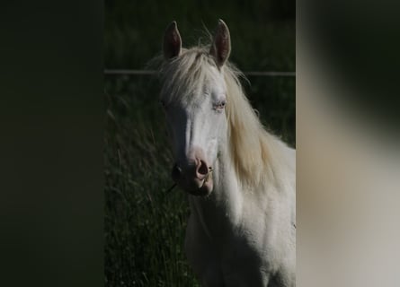 Paint Horse, Stute, 2 Jahre, 150 cm, Perlino