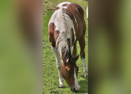 Paint Horse, Stute, 2 Jahre, 150 cm, Schecke