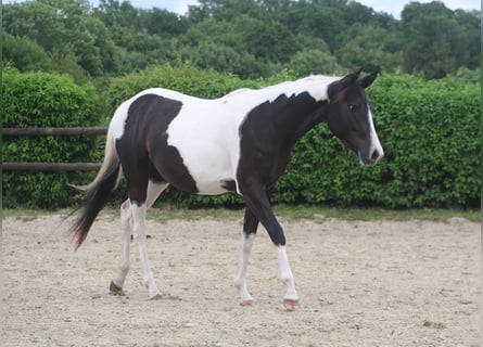 Paint Horse, Stute, 2 Jahre, 150 cm