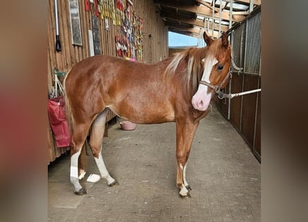 Paint Horse, Stute, 2 Jahre, 152 cm, Fuchs