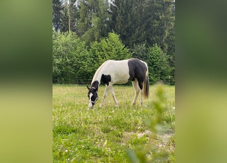 Paint Horse, Stute, 2 Jahre, 154 cm, Tobiano-alle-Farben