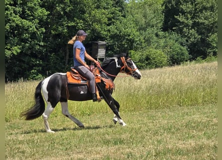 Paint Horse Mix, Stute, 3 Jahre, 146 cm, Schecke