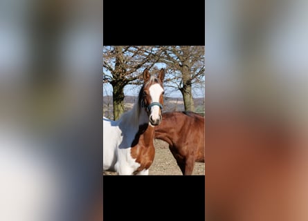 Paint Horse Mix, Stute, 3 Jahre, 147 cm, Schecke