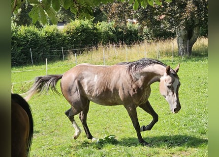 Paint Horse, Stute, 3 Jahre, 150 cm, Fuchs