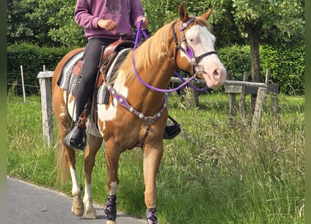 Paint Horse, Stute, 4 Jahre, 150 cm, Overo-alle-Farben