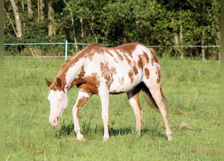 Paint Horse, Stute, 4 Jahre, 150 cm, Overo-alle-Farben