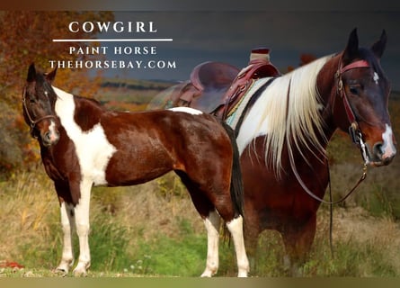 Paint Horse, Stute, 4 Jahre, 150 cm, Rotbrauner