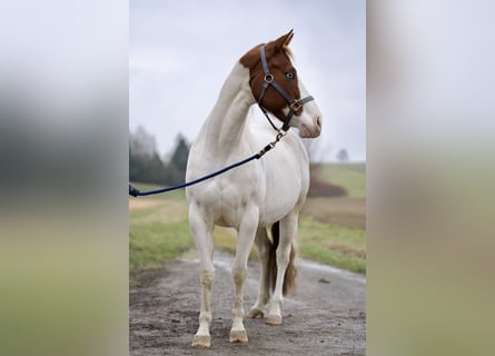 Paint Horse, Stute, 4 Jahre, 150 cm, Tobiano-alle-Farben